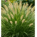 Rozplenica Japońska - Pennisetum Alopecuroides 'Hameln' ROŚLINY