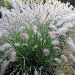 Rozplenica Japońska - Pennisetum Alopecuroides 'Hameln' ROŚLINY