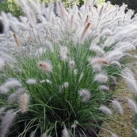 Rozplenica Japońska - Pennisetum Alopecuroides 'Hameln' ROŚLINY