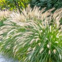 Rozplenica Japońska - Pennisetum Alopecuroides 'Hameln' ROŚLINY