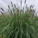 Rozplenica Japońska - Pennisetum Alopecuroides 'Paul's Giant' ROŚLINY