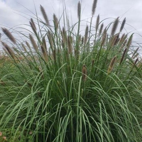 Rozplenica Japońska - Pennisetum Alopecuroides 'Paul's Giant' ROŚLINY