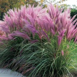 Rozplenica Japońska - Pennisetum Alopecuroides 'Red Head' ROŚLINY