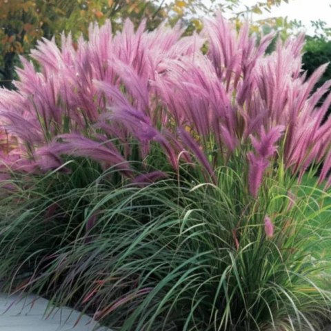 Rozplenica Japońska - Pennisetum Alopecuroides 'Red Head' ROŚLINY