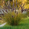 Rozplenica Japońska - Pennisetum Alopecuroides 'Red Head' ROŚLINY