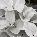 Starzec - Senecio 'Angel Wings' ROŚLINY