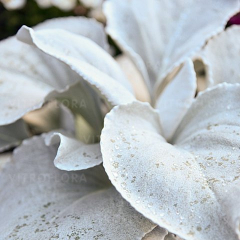 Starzec - Senecio 'Angel Wings' ROŚLINY