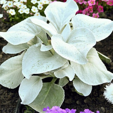 Starzec - Senecio 'Angel Wings' ROŚLINY