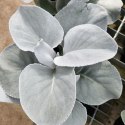 Starzec - Senecio 'Angel Wings' ROŚLINY