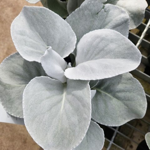 Starzec - Senecio 'Angel Wings' ROŚLINY