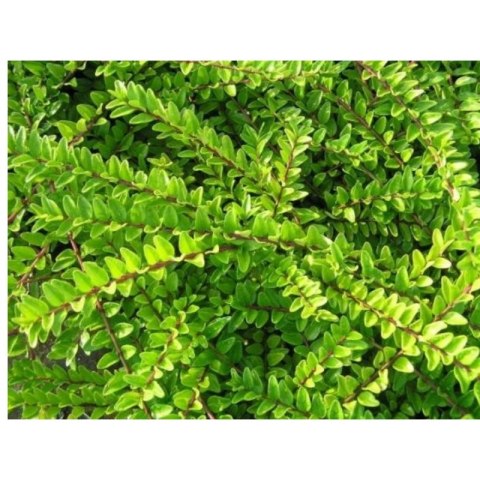 Suchodrzew mirtolistny - Lonicera nitida 'Maigrün' ROŚLINY