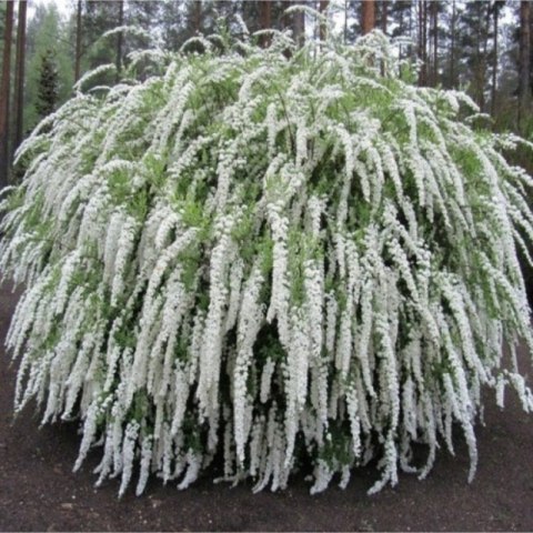Tawuła szara - Spiraea cinerea 'Grefsheim' ROŚLINY