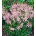 Tawułka pojedynczolistna - Astilbe simplicifolia 'Sprite' ROŚLINY