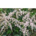 Tawułka pojedynczolistna - Astilbe simplicifolia 'Sprite' ROŚLINY