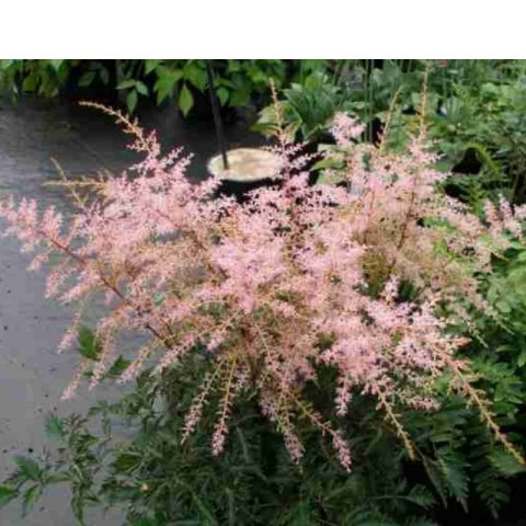 Tawułka pojedynczolistna - Astilbe simplicifolia 'Sprite' ROŚLINY