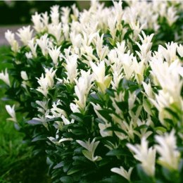 Trzmielina japońska - Euonymus japonica 'Himalaya'(R) ROŚLINY