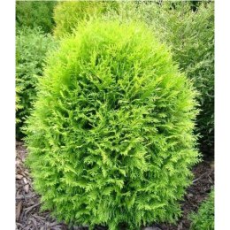 Tuja/żywotnik zachodni - Thuja occidentalis 'Globosa Aurea' ROŚLINY
