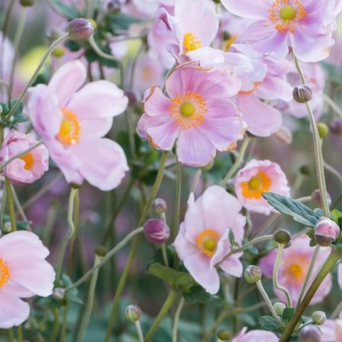 Zawilec - Anemone X Hybrida 'Mont-Rose' ROŚLINY