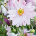 Zawilec - Anemone X Hybrida 'Mont-Rose' ROŚLINY