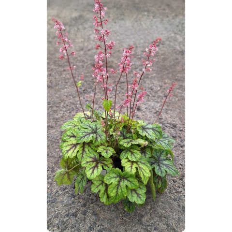 Żuraweczka - Heucherella 'Tapestry' ROŚLINY
