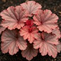 Żurawka - Heuchera 'Forever Red' ROŚLINY