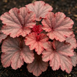 Żurawka - Heuchera 'Forever Red' ROŚLINY