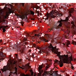 Żurawka - Heuchera 'Forever Red' ROŚLINY