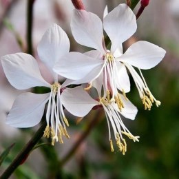 Gaura Lindheimera - bylina do ogrodu ROŚLINY
