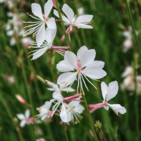 Gaura Lindheimera - bylina do ogrodu ROŚLINY