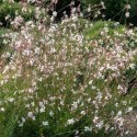 Gaura Lindheimera - bylina do ogrodu ROŚLINY