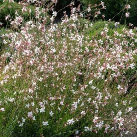 Gaura Lindheimera - bylina do ogrodu ROŚLINY