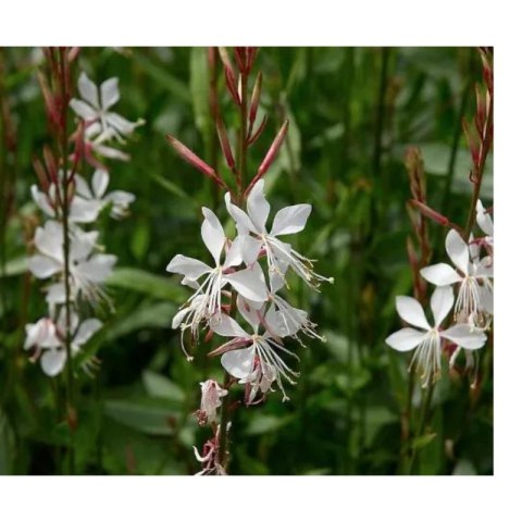Gaura Lindheimera - bylina do ogrodu ROŚLINY