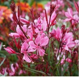 Gaura 'Siskiyou Pink' (Gaura lindheimeri) - sadzonka ROŚLINY