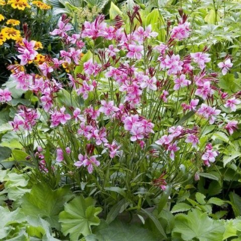 Gaura 'Siskiyou Pink' (Gaura lindheimeri) - sadzonka ROŚLINY
