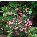 Gaura 'Siskiyou Pink' (Gaura lindheimeri) - sadzonka ROŚLINY