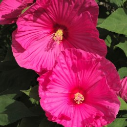 Hibiskus Bagienny Hibiscus Moscheutos 'Large Lollipop' ROŚLINY