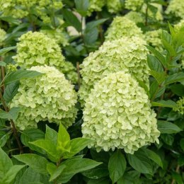 Hortensja bukietowa cytrynowo-limonkowa - sadzonka C3 ROŚLINY