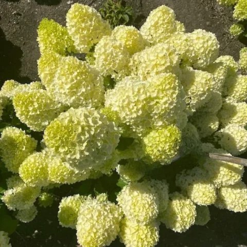 Hortensja bukietowa cytrynowo-limonkowa - sadzonka C3 ROŚLINY