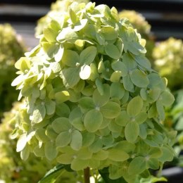 Hortensja bukietowa limonkowozielona C3 ROŚLINY