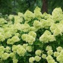 Hortensja bukietowa limonkowozielona - sadzonka C3 ROŚLINY