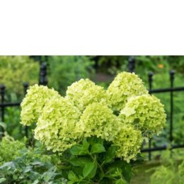 Hortensja bukietowa limonkowozielona - sadzonka C3 ROŚLINY