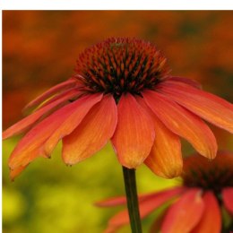 Jeżówka Purpurowa Echinacea Purpurea 'Skipper Orange' ROŚLINY