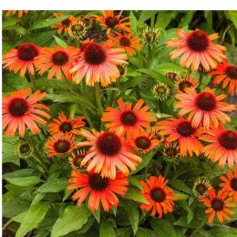 Jeżówka Purpurowa Echinacea Purpurea 'Skipper Orange' ROŚLINY