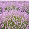 Lavandula Angustifolia Rosea Lawenda Wąskolistna ROŚLINY