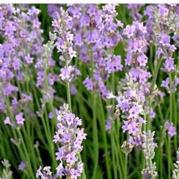 Lavandula Angustifolia Rosea Lawenda Wąskolistna ROŚLINY