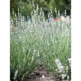 Lavandula X Intermedia Exceptional Lawenda Pośrednia ROŚLINY