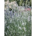 Lavandula X Intermedia Exceptional Lawenda Pośrednia ROŚLINY