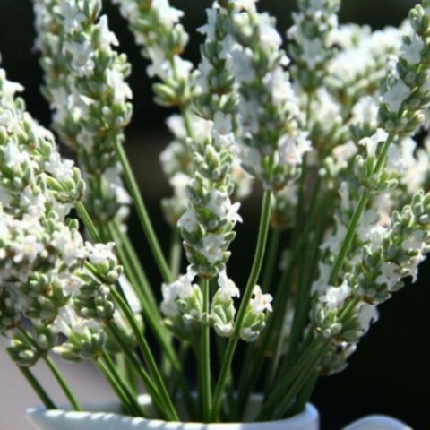 Lavandula X Intermedia Exceptional Lawenda Pośrednia ROŚLINY