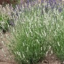 Lavandula X Intermedia Exceptional Lawenda Pośrednia ROŚLINY
