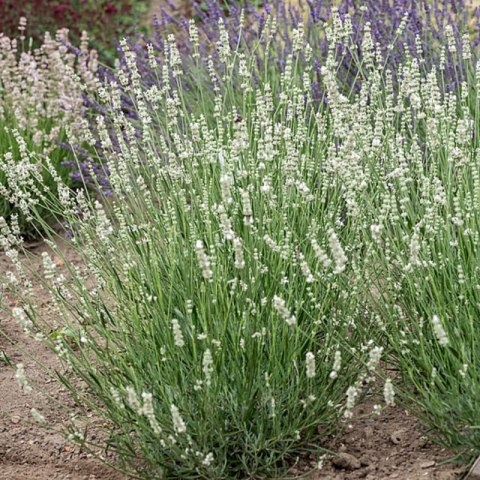 Lavandula X Intermedia Exceptional Lawenda Pośrednia ROŚLINY